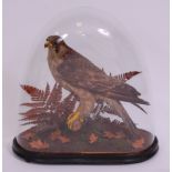 A Victorian taxidermy adolescent Peregrine falcon (Falco peregrinus) mounted on a naturalistic base