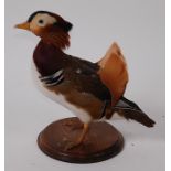 A taxidermy Mandarin Drake (Aix galericulata), in standing pose on a circular plinth, h.31cm.