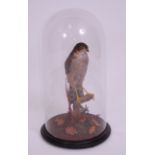 A Victorian taxidermy female Sparrowhawk (Accipiter nisus),