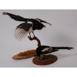A taxidermy Magpie (Pica pica), wings spread, mounted on a bough, h.