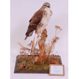 A taxidermy light phase Buzzard (Buteo buteo), mounted on a stump and naturalistic base,