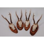 Roe Deer (Capreolus capreolus) four pairs of juvenile antlers on cut upper skulls and mounted on a