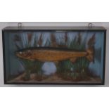 A taxidermy Brown trout (Salmo trutta),