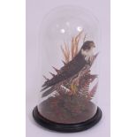 A Victorian taxidermy Hobby (Hypotriorchis),
