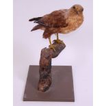 A taxidermy Buzzard (Buteo buteo), mounted on a bough and wooden plinth,