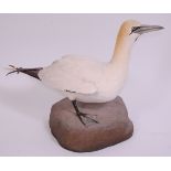 A modern taxidermy Gannet (Morus), mounted on a naturalistic base,