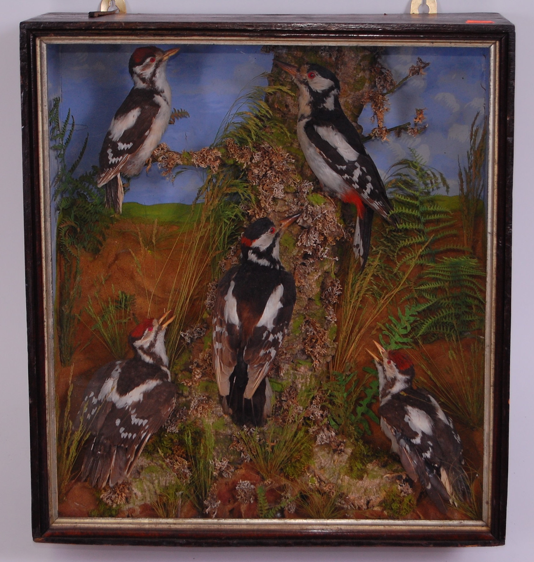 A Victorian taxidermy group of five Greater spotted woodpeckers (Dendrocopos major),