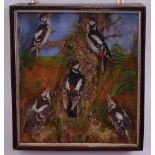 A Victorian taxidermy group of five Greater spotted woodpeckers (Dendrocopos major),