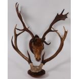 An early 20th century taxidermy Fallow Deer (Duma duma), head mount on shield shaped plaque, 59cm,