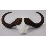 Cape Buffalo (Syncerus caffer), a pair of horns on cut upper skull, 83cm.