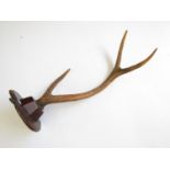 A late 19th / early 20th Century antler mounted hat and coat hook