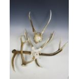Red deer antlers and two skull mounts