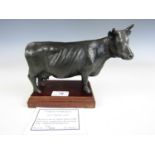 A cold cast bronze sculpture of a Dexter cow by J G Stamper, 1 of 101, with certificate of