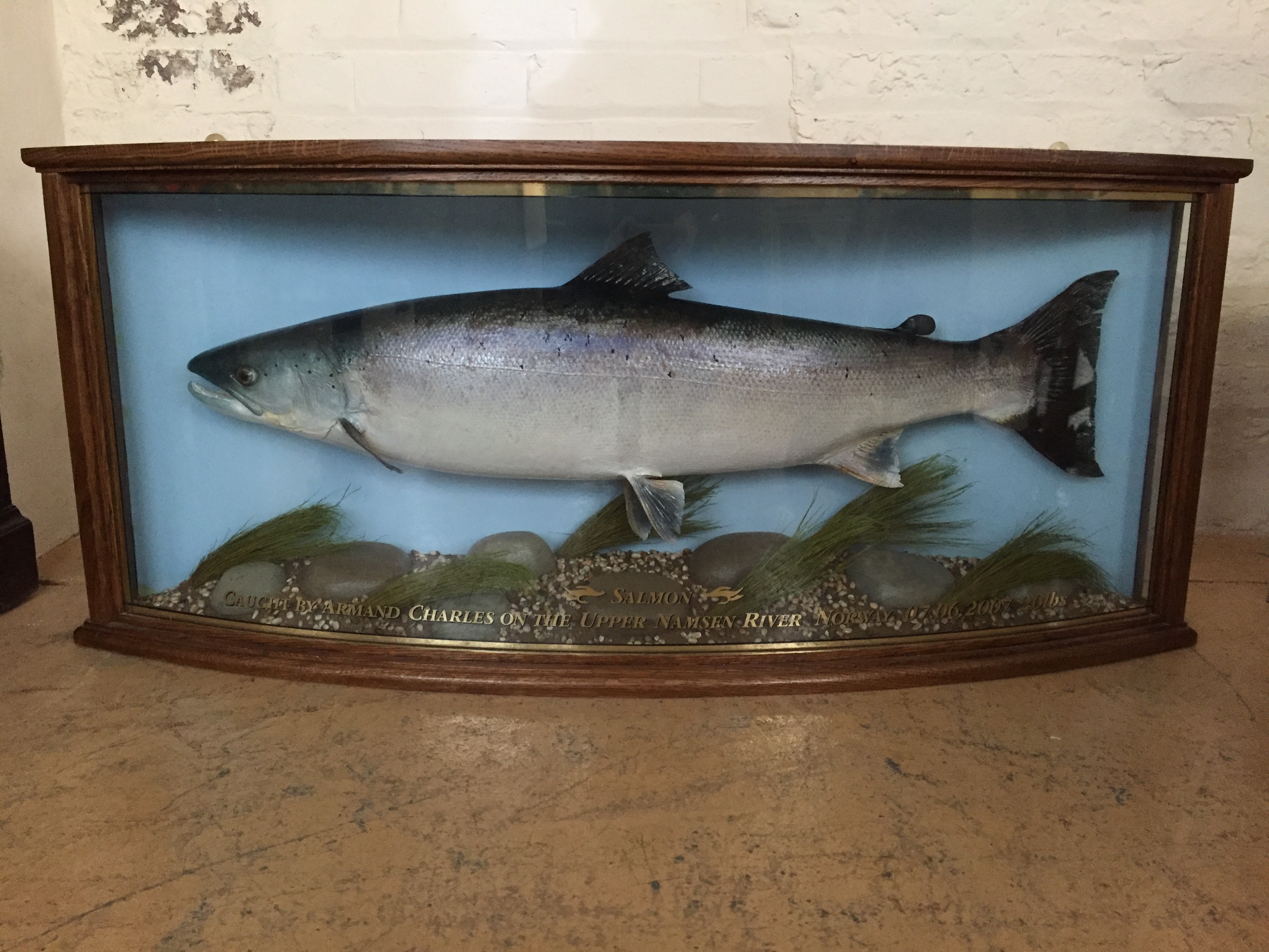 A contemporary stuffed and mounted taxidermy salmon, presented in a bow fronted oak display case,