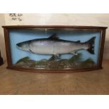 A contemporary stuffed and mounted taxidermy salmon, presented in a bow fronted oak display case,