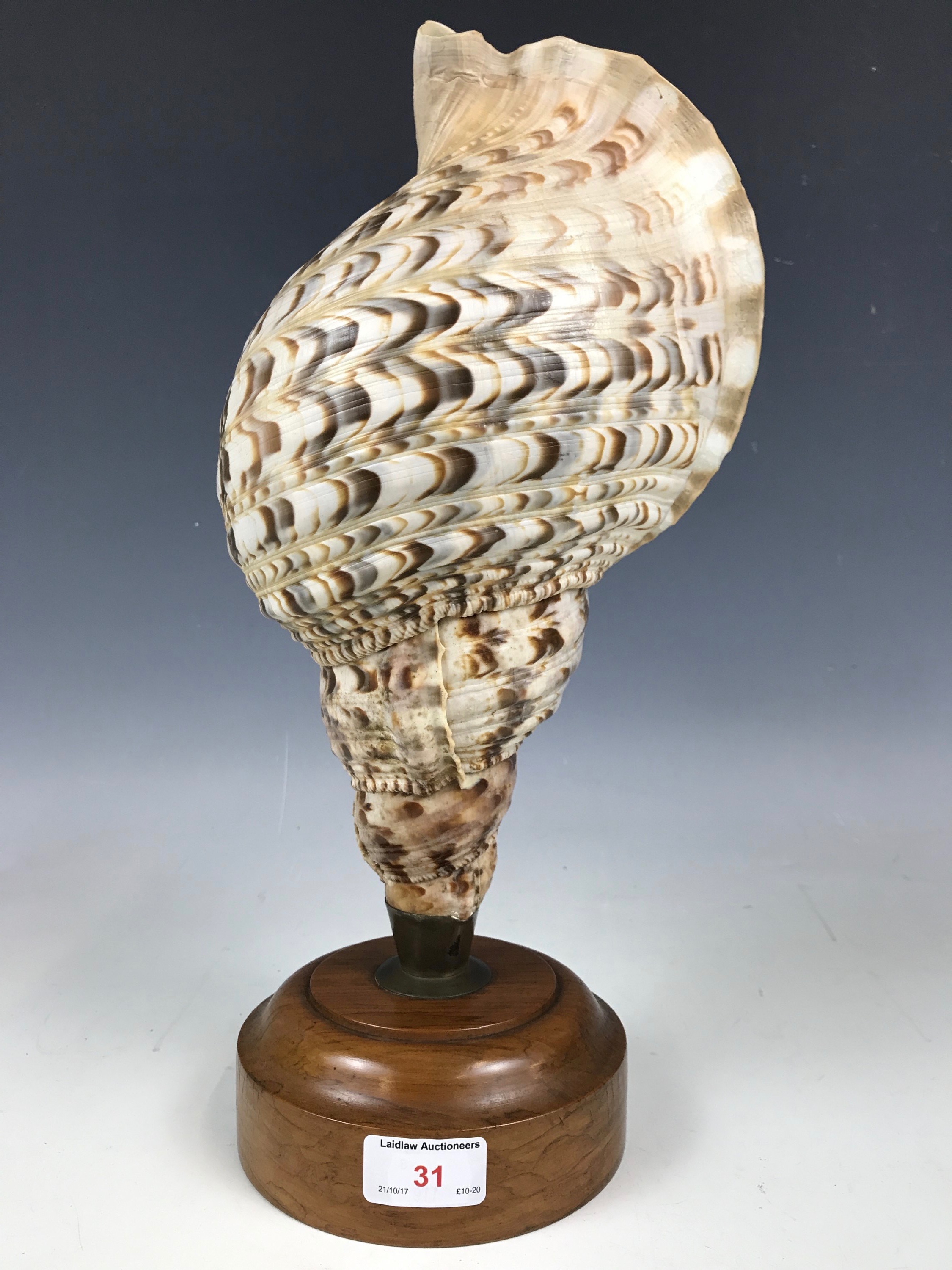 A vintage conch shell lamp base