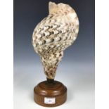 A vintage conch shell lamp base