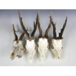 Four Scottish roe buck antlers