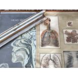 A quantity of mid 20th Century hospital medical / anatomical wall diagrams