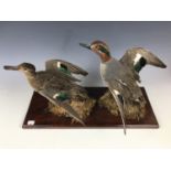 A vintage taxidermy display of teal ducks, the pair of birds naturalistically presented at the point