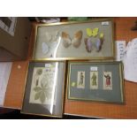 Group of five various framed displays of butterflies,