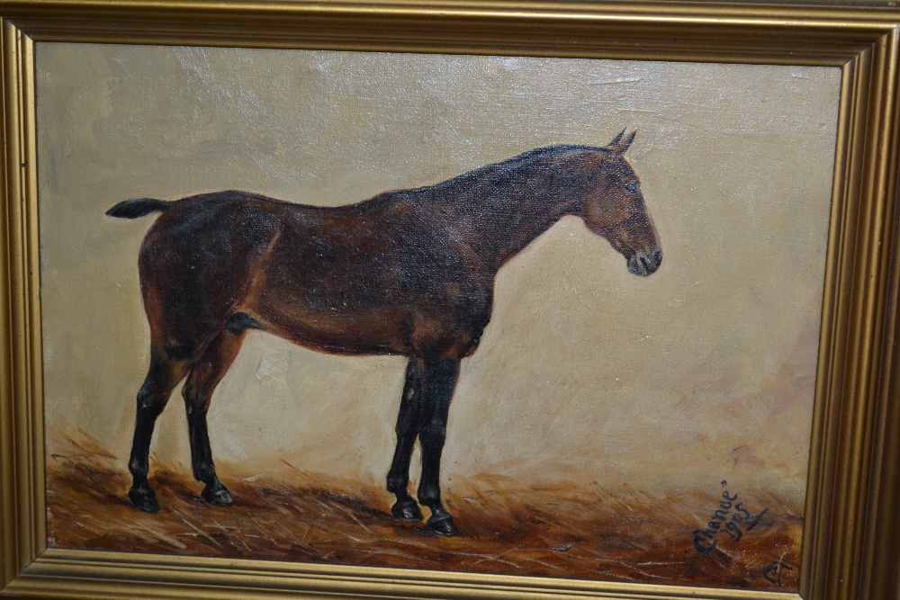 Oil on canvas, portrait of a horse, ' Chanoe ', dated 1905 and monogrammed C.T.