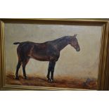 Oil on canvas, portrait of a horse, ' Chanoe ', dated 1905 and monogrammed C.T.