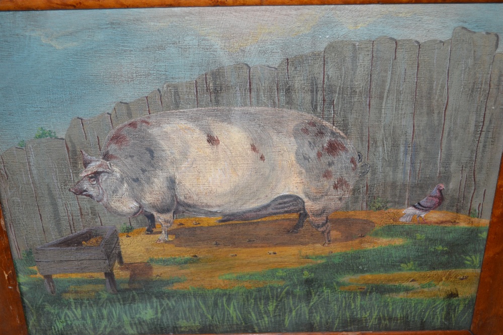 Naive oil on board, study of a pig by a trough in a maple frame (a/f),