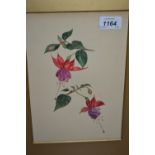 Still life, watercolour, botanical study of fuchsias, monogrammed S.J.