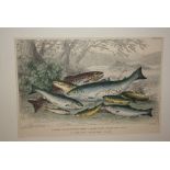 Set of twenty five 19th Century hand coloured engravings, insects, animals and fish etc,