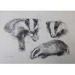 •JOHN EDWARDS (b.1940) THREE STUDIES OF A BADGER; AN OTTER Two, both signed, pencil 24.5 x 34cm. and