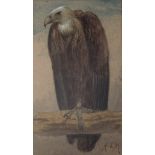 HENRY STACY MARKS, RA (1829-1898) VULTURE Signed with initials, watercolour 21 x 12cm. ++ Slight