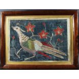 Silkwork Pheasant