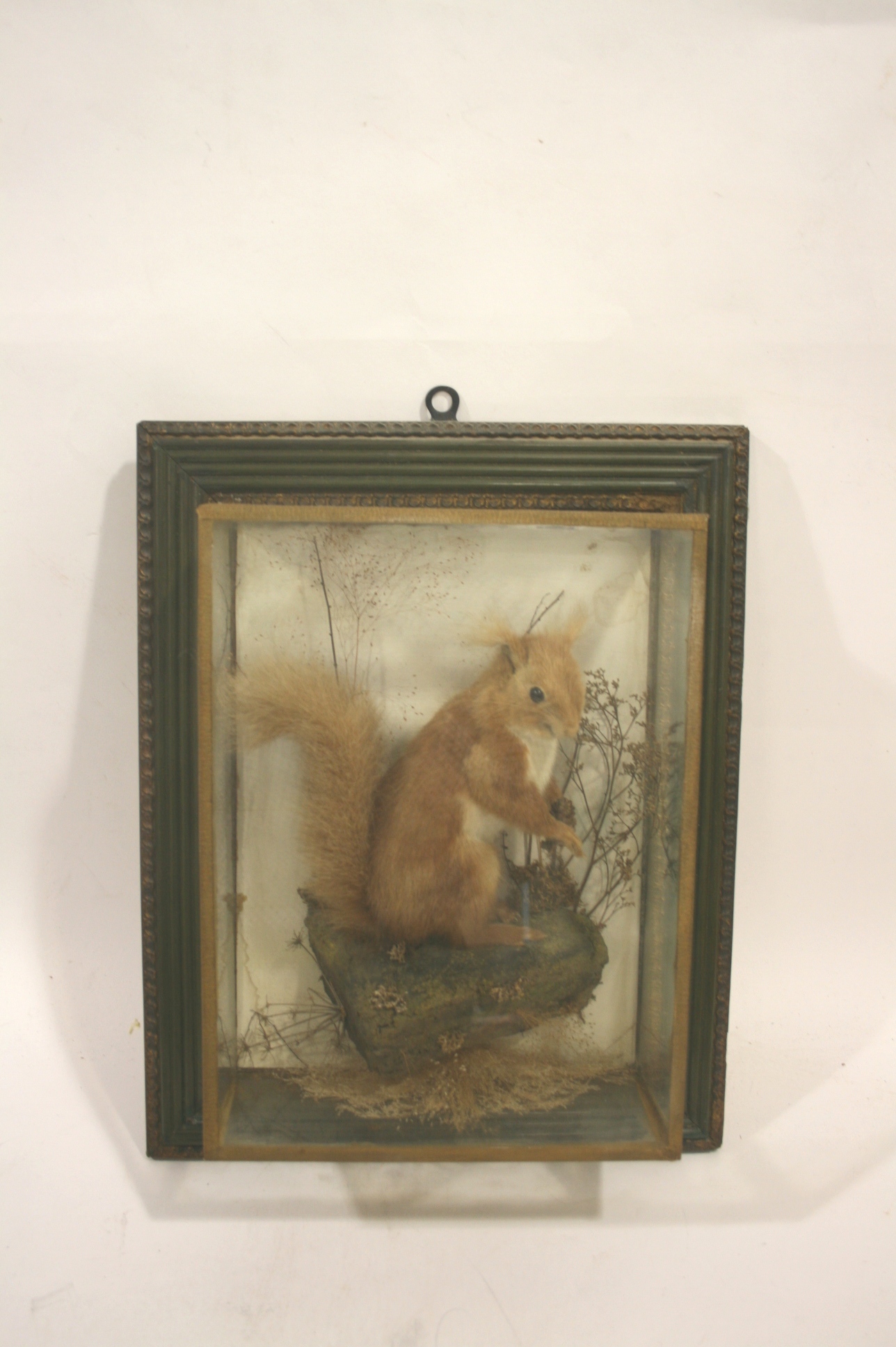 CASED RED SQUIRREL a Squirrel mounted in a naturalistic background, with a wooden and glazed picture
