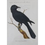 FRANCOIS NICOLAS MARTINET (c.1725-1804) 226 GENRE 14e CORBEAU, CORNEILLE, CHOUCAS (CHOUCAS DU CAP DE