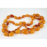 A SINGLE ROW GRADUATED AMBER BEAD NECKLACE 90cm. long, 87 grams.