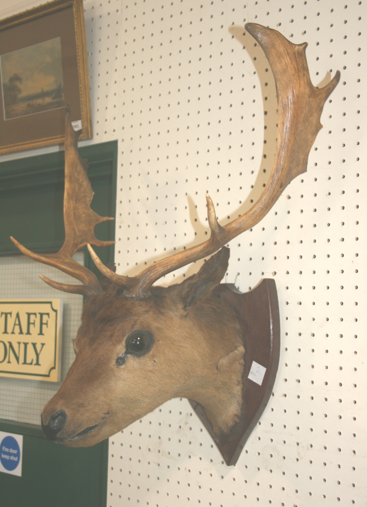 STAGS HEAD a Stags head mounted on an oak shield, no makers name.