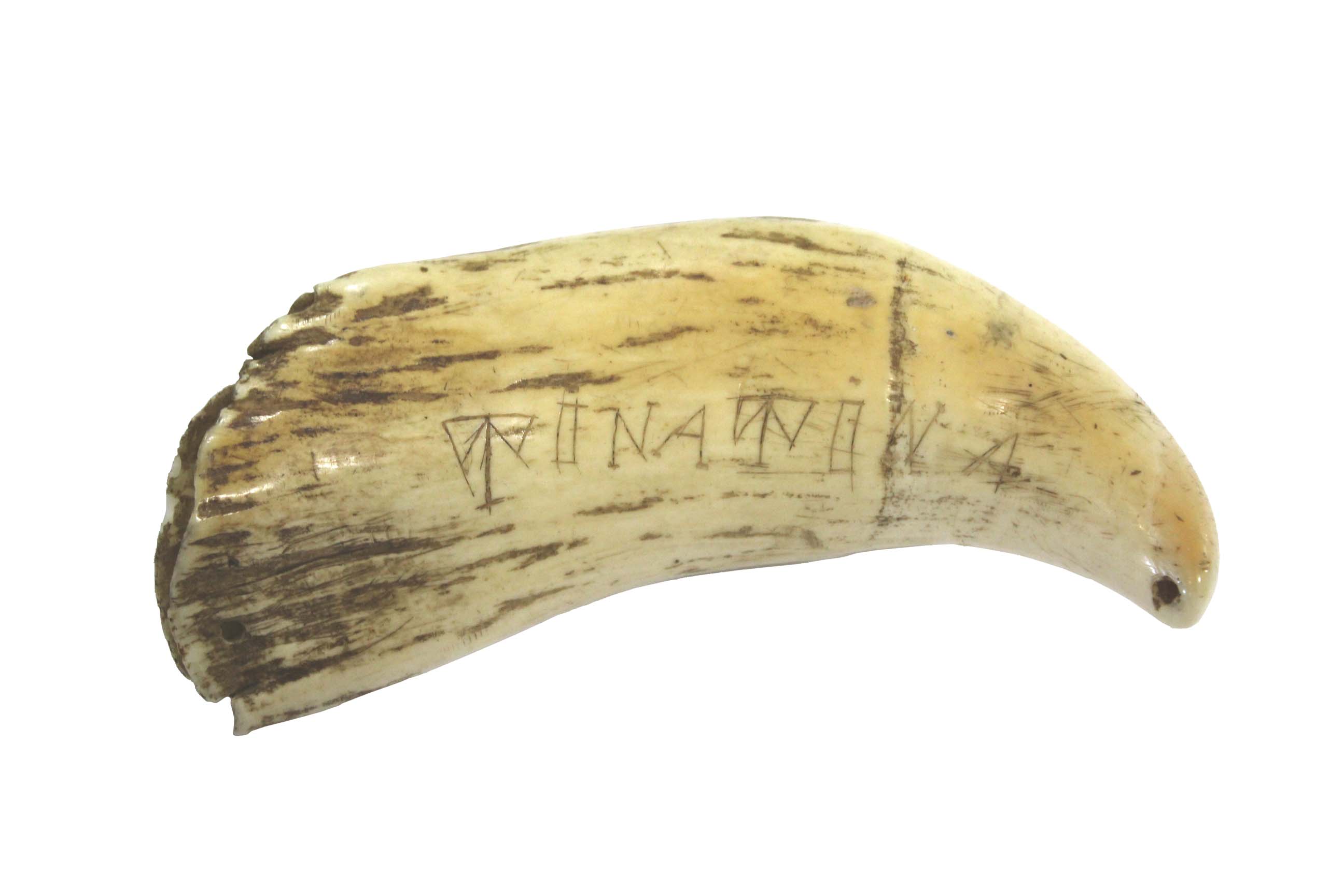 SCRIMSHAW SPERM WHALE TOOTH - SOUTH SEA ISLANDS probably Fijian or Samoan, carved with the word