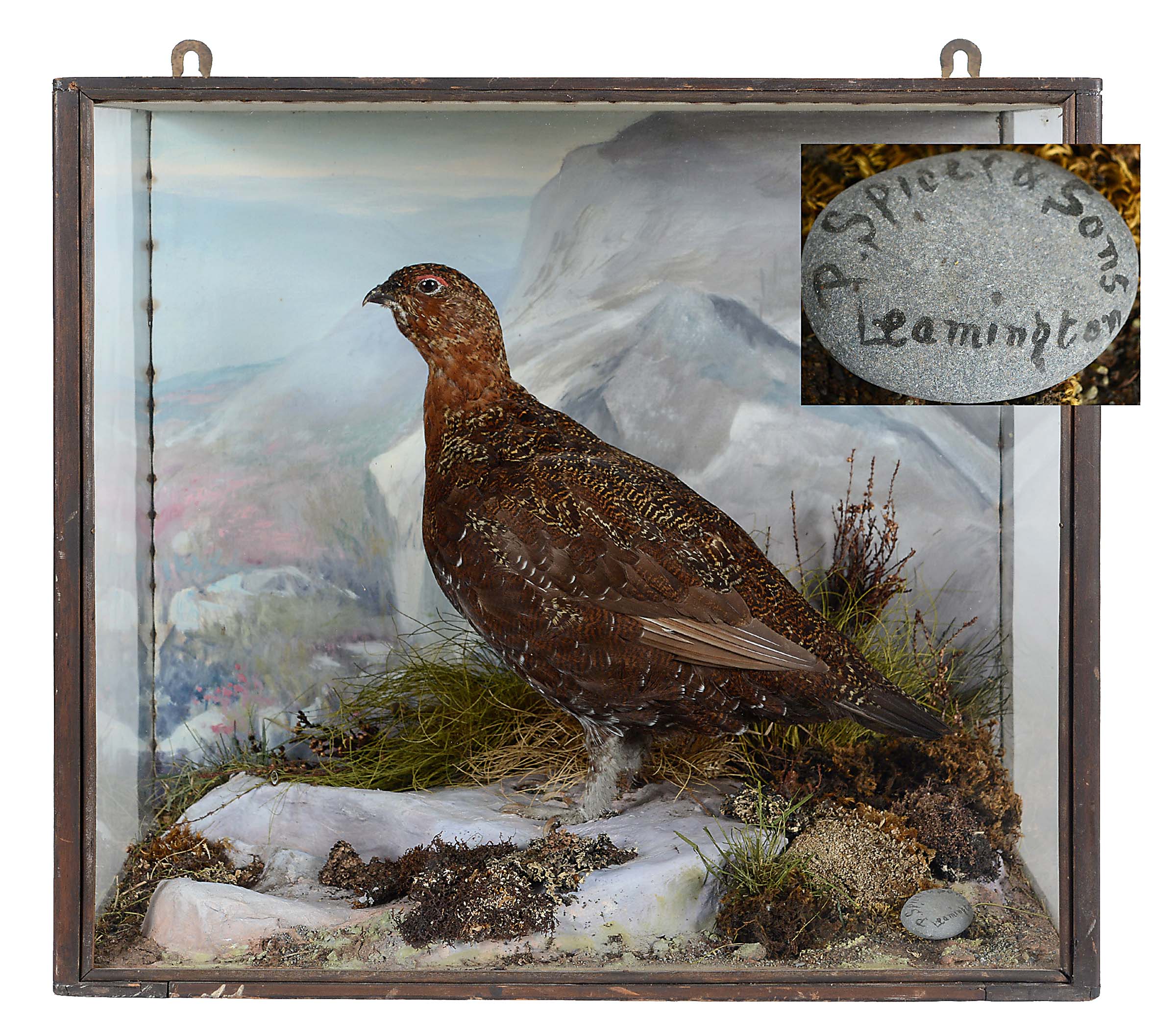 CASED GROUSE - SPICER & SONS a Grouse mounted in a naturalistic background and painted back drop, in