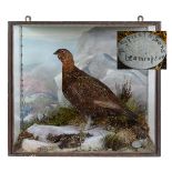 CASED GROUSE - SPICER & SONS a Grouse mounted in a naturalistic background and painted back drop, in