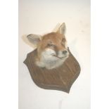 FOX MASK a Fox mask mounted on an oak shield.