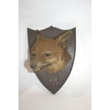 FOX MASK - TAUNTON, 1938 the Fox head mounted on an oak shield, and marked B.H, 17/10/38. With a