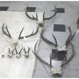 VARIOUS SETS OF ANTLERS & SKULLS including 4 larger sets of Antlers with skulls, and also with 3