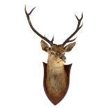 STAGS HEAD a large Stags head mounted on a wooden shield. Shield 56cms high