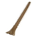 LARGE SWORDFISH ROSTRUM a large Swordfish Rostrum, 134cms long. *This comes with an Article 10