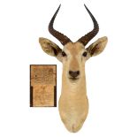 ROWLAND WARD - AFRICAN ANTELOPE an African Antelope mounted with a hardwood back, with Rowland Ward,