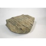 FOSSILIZED MAMMOTH TOOTH a large fossilized Mammoth Tooth, approx 24cms across