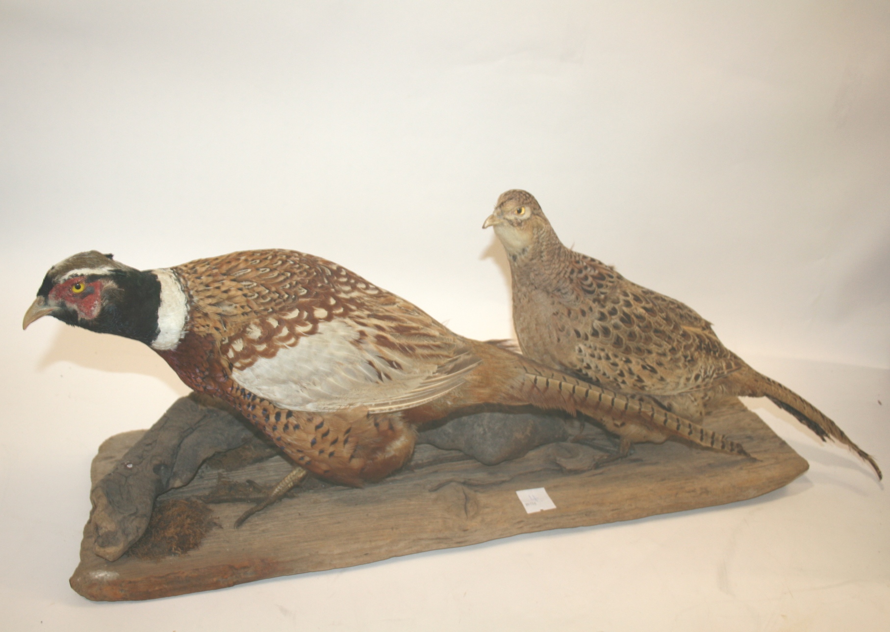PHEASANT GROUP a male and female Pheasant, both mounted on a driftwood wooden base. Base 75cms