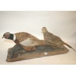 PHEASANT GROUP a male and female Pheasant, both mounted on a driftwood wooden base. Base 75cms