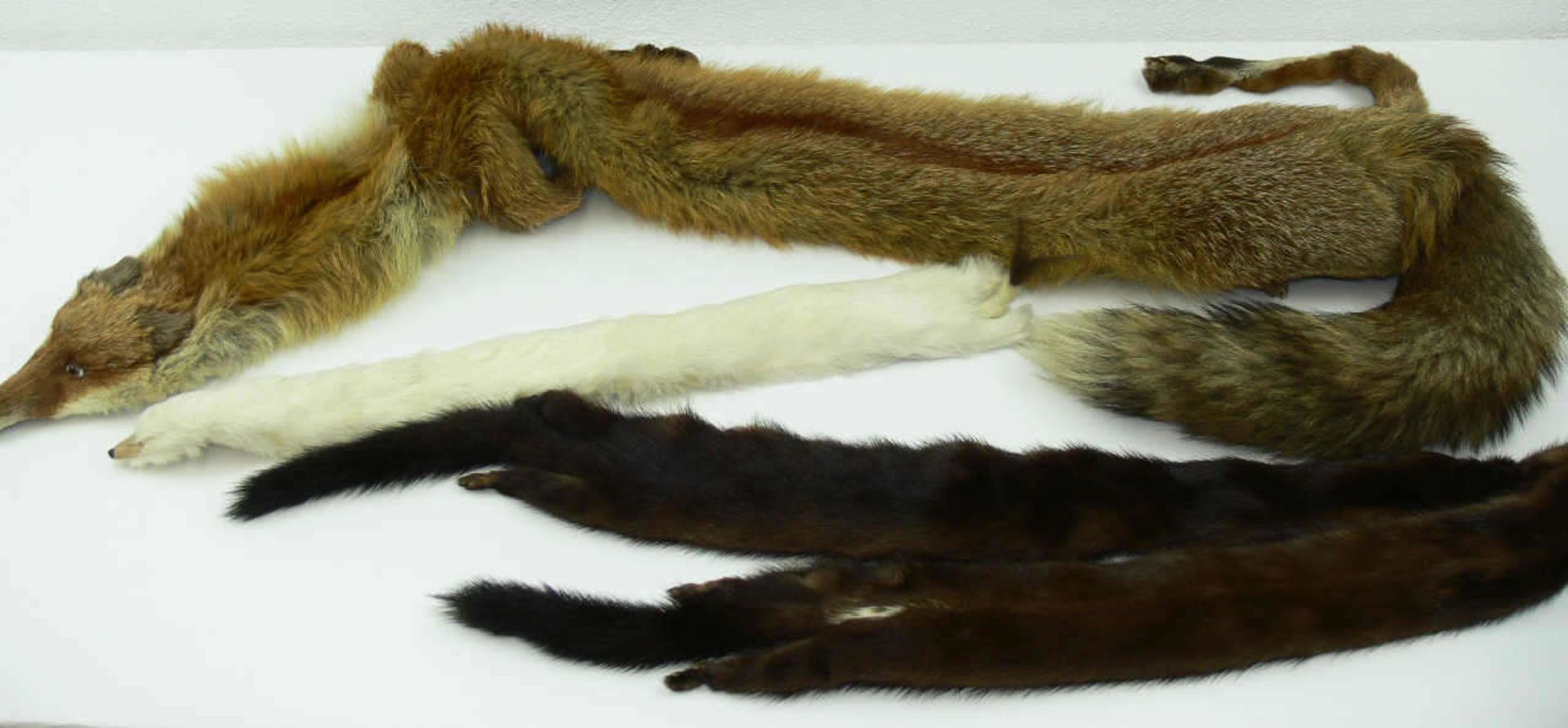 Lot Pelz - Schals. U.a. Fuchs, Hermelin etc. Lot of fur - scarves. Among others Fox, ermine etc.